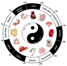 Orgánové hodiny z pohledu čínské medicíny